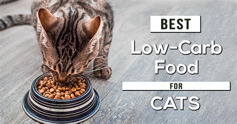 The 8 Best Low-Carb Cat Food of 2022 - Pet Cat Friends