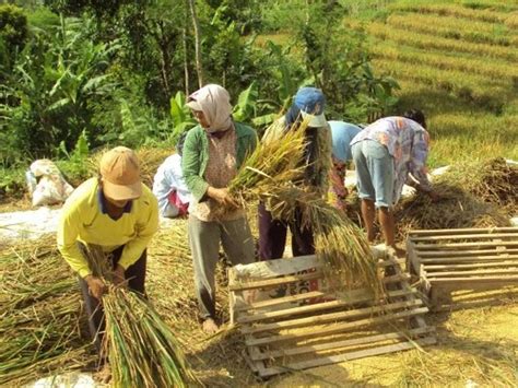 KTNA Apresiasi Keberhasilan Petani Indonesia Tingkatkan Produktivitas