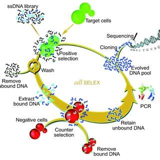 Schematic Illustration Of Co Drug Loaded Aptamer Functionalized