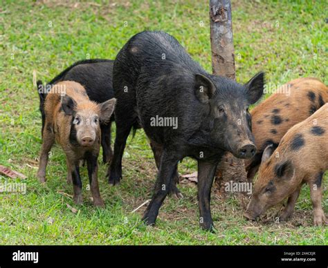 Feral Pig Hawaii Hi Res Stock Photography And Images Alamy