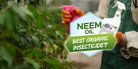 Neem Oil The Best Organic Insecticide Grow Your Yard