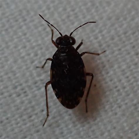 Ochterus Spp Saldula Saltatoria Bugguide Net