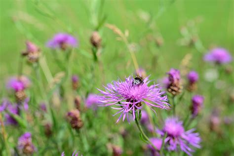 Centaurée Des Prés Fleur Pointue Photo gratuite sur Pixabay Pixabay