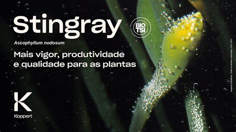 Stingray Ascophyllum Nodosum Mais Vigor Produtividade E Qualidade