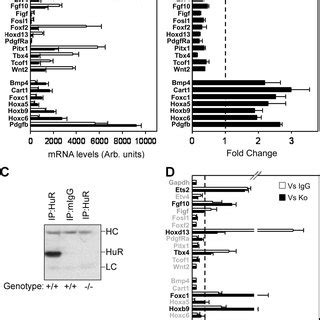 Skeletal Defects In HuR Deficient Embryos Comparison Of Sox2 Cre