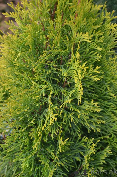 Thuja Occidentalis Golden Smaragd Janed Gold Ywotnik Zachodni