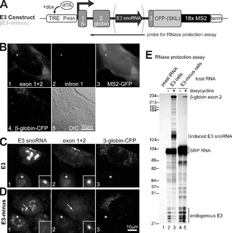 Figure From Stepwise Rnp Assembly At The Site Of H Aca Rna