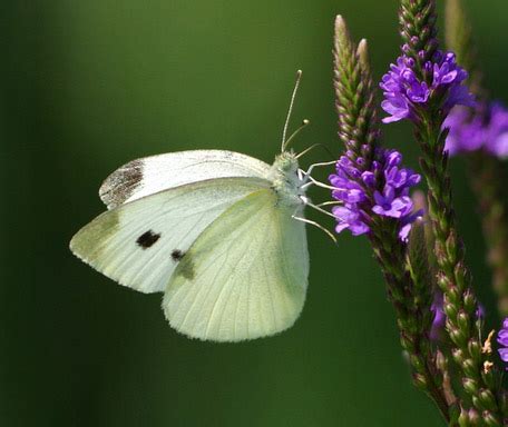 Cabbage White Butterfly species | Keeping Insects