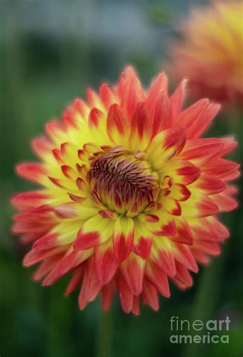 Fiery Dahlia Closeup Photograph By Mike Reid Fine Art America