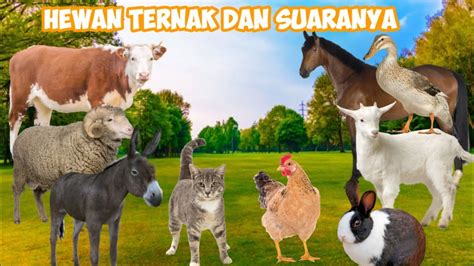 Mengenal Nama Dan Suara Hewan Ternak Video Pembelajaran Untuk Anak