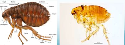 ectoparasites ID(only scientific names) Flashcards | Quizlet