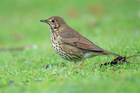 20 Most Common Irish Garden Birds | Easy Identification Guide