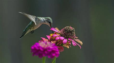 14 Native Plants Transform Your Garden Into A Hummingbird Haven