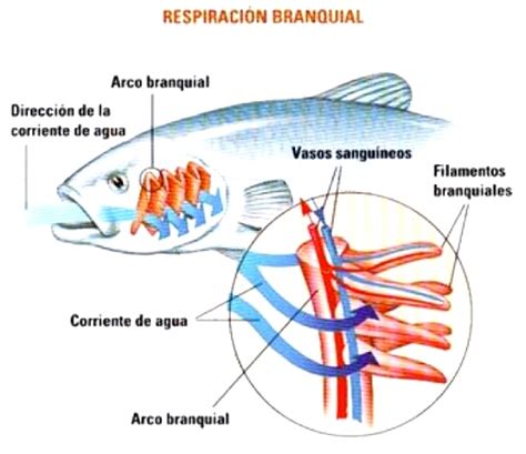 Sistema Respiratorio De Los Peces Cuerpo Humano