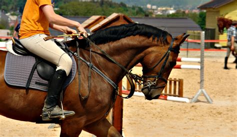 Pakiet Kurs Instruktora I Trenera Kl Ii Jazdy Konnej Akademio Online