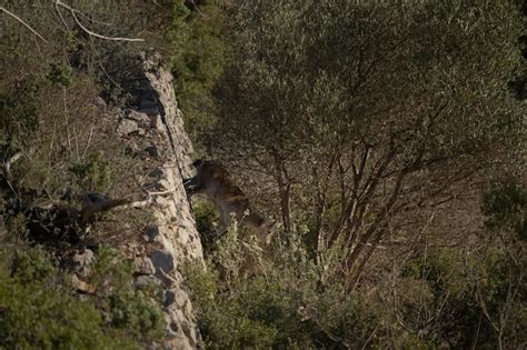 Premium Photo | Spanish ibex young male in the nature habitat wild iberia spanish wildlife ...