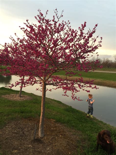 REDBUD, OKLAHOMA - Backbone Valley Nursery