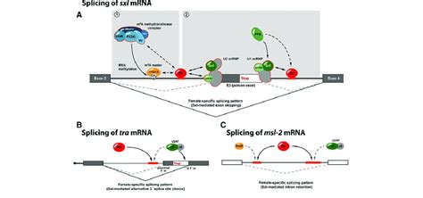 Sxl Mediated Regulation Of Alternative Splicing A Autoregulatory Download Scientific Diagram