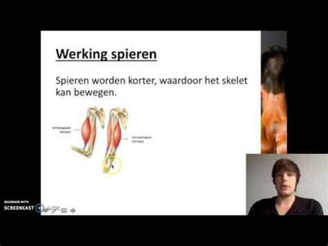 Thema Stevigheid En Beweging Spieren Videoplatform Scholieren