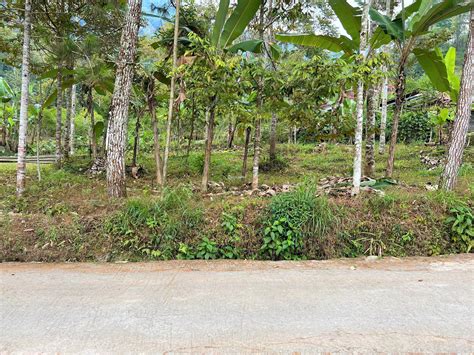 Dijual Tanah Kebun Durian Dekat Pasar Kemuning Di Karanganyar Tribun