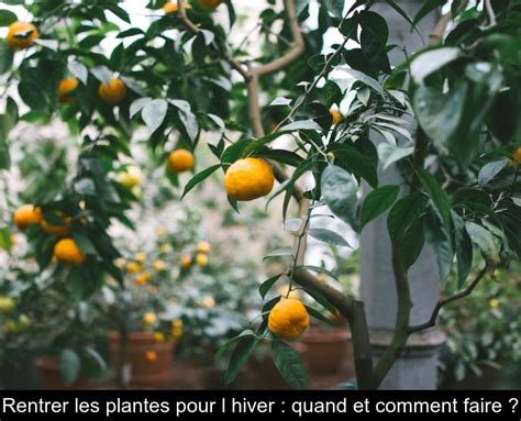 Plantes frileuses à hiverner à rentrer à l abri ou à pailler protege