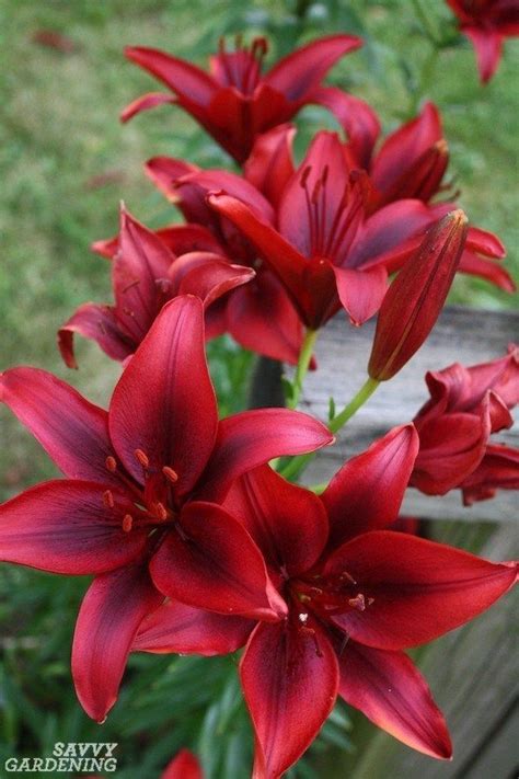 Types Of Lilies 8 Beautiful Cold Hardy Choices For The Garden Artofit