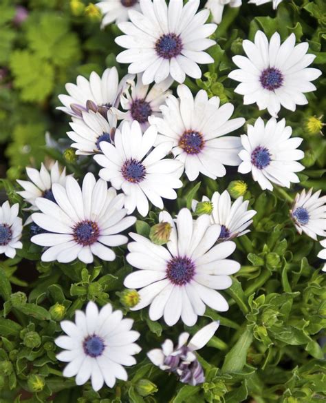 Osteospermum Planter Et Cultiver Ooreka