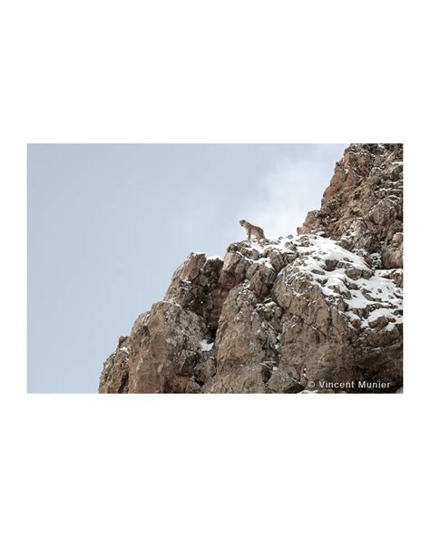 Galerie Photo Vmti Imperator Panth Re Des Neiges Par Vincent Munier