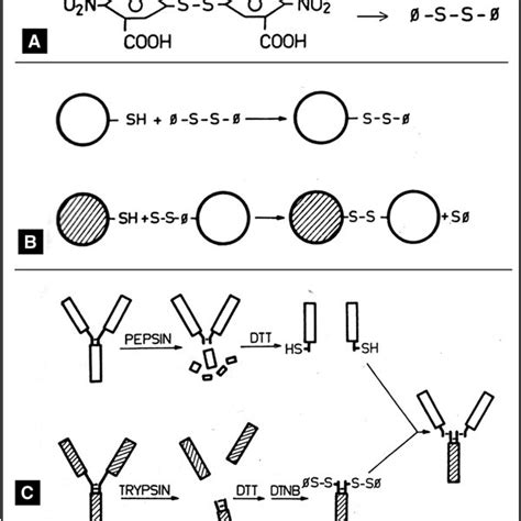 5 Immune Complexation Of Antibodies Linked By Binary Haptens A And