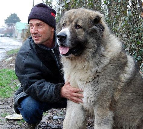 My Georgia Caucasian Shepherd Dog Kavkasiuri Nagazi Caucasian