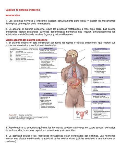 Taller Anatomia Y Fisiologia Del Sitema Endocrino Laura Mar A Udocz