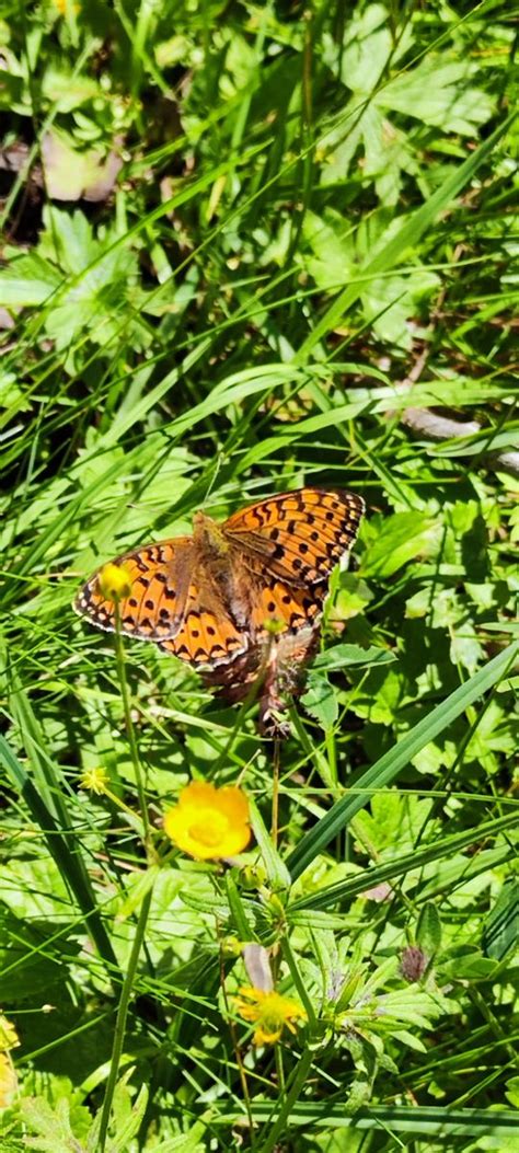 Perlmuttfalter Bestimmen Schmetterlinge Bestimmen Actias