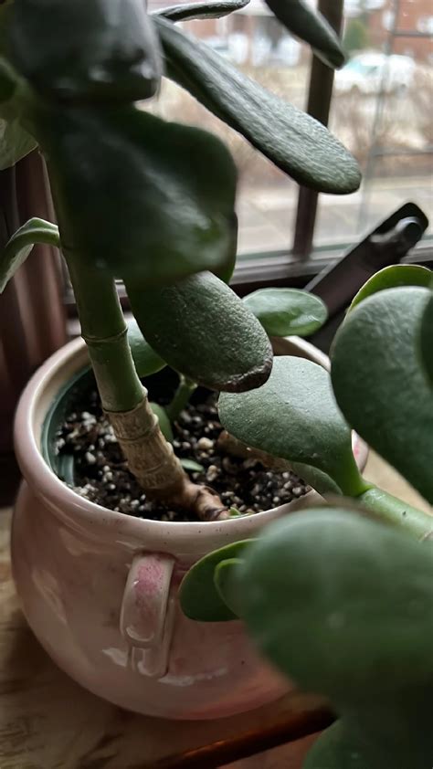 How To Treat Black Blotch Disease On Jade Plant