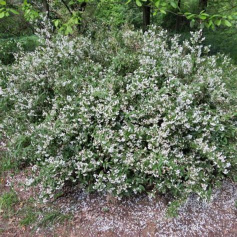 Deutzia X Lemoinei Bushy Upright Shrub With White Flowers In Panicles