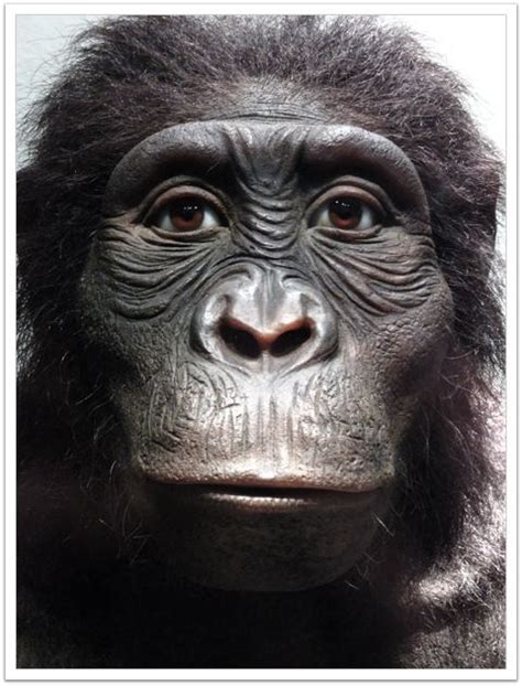 Australopithecus anamensis - Alchetron, the free social encyclopedia