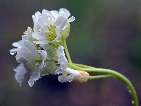 Gewöhnliche Graukresse Berteroa incana Gewöhnliche Grauk Flickr