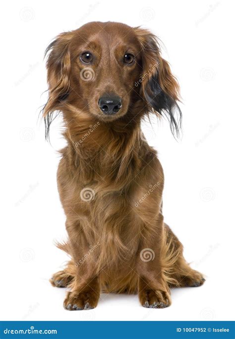 Front View Of A Dachshund Sitting 1 Year Old Stock Photo Image Of