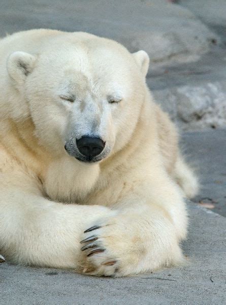 Polar Bear Communication Animal Facts And Information Polar Bear