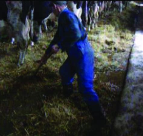 Another Body Position During Manual Manure Removal From Cow Stalls