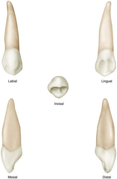 Maxillary Right Canine Diagram Quizlet