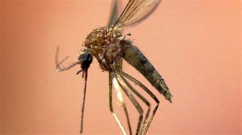 Human Case Of West Nile Virus Reported In Timiskaming District Cbc News