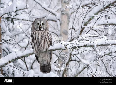 Great Grey Owl Strix Nebulosa Sitting On Tree Winter Kuusamo