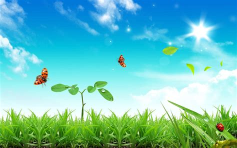 Wallpaper Sunlight Sky Field Insect Ladybugs Flower Grassland