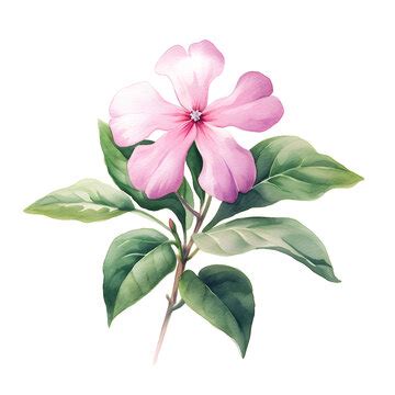 Catharanthus Roseus Images Browse Stock Photos Vectors And