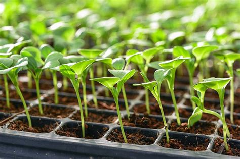 How To Grow Buttercrunch Lettuce Gardeners Path