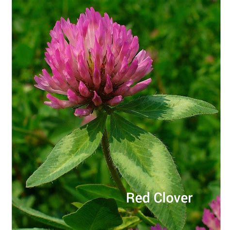 Red Clover - Blind Trapper Holistic Foods