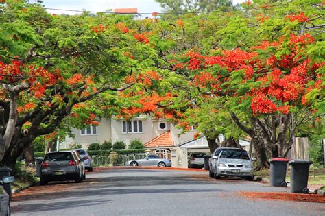 Australia Brisbane Mission: THE LOVELY POINCIANA TREE