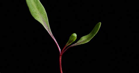 Good Things Grow Stone Soup Syndicate