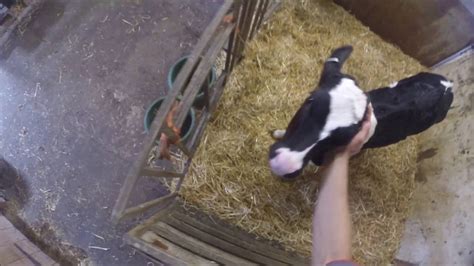 Feeding The Calves Youtube