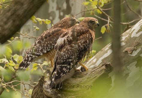 Copper Range | Red-Shouldered Hawk Nest